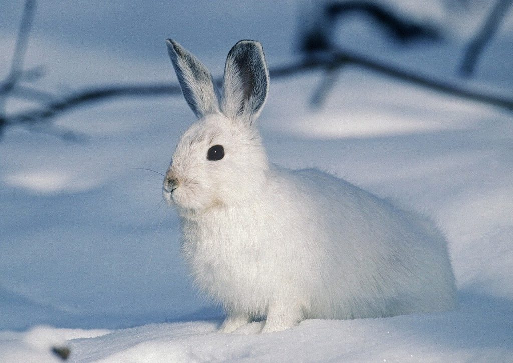Le nécessaire à prévoir pour accueillir un lapin à la maison